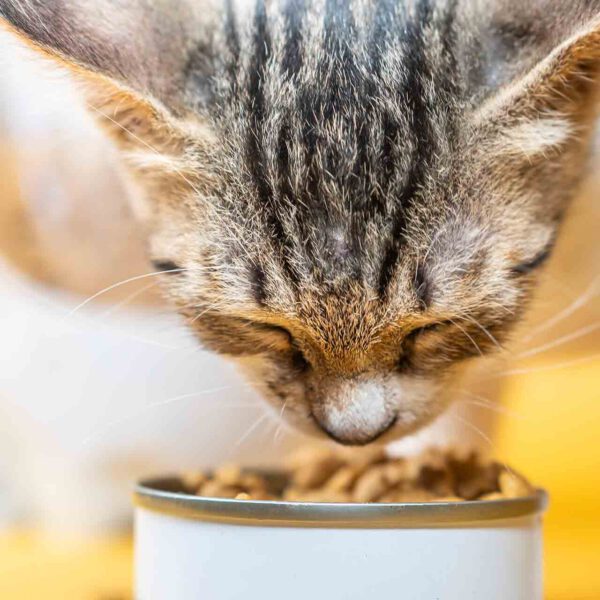 Cat Food