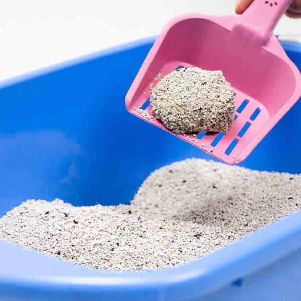 Cat Litter