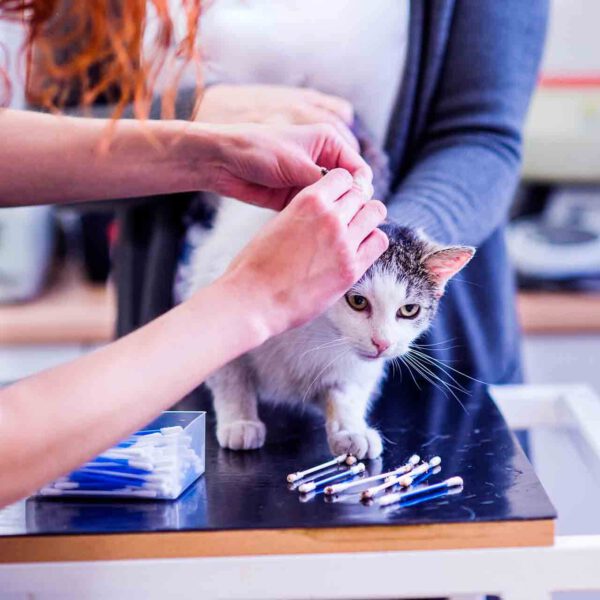 Pet Hygiene