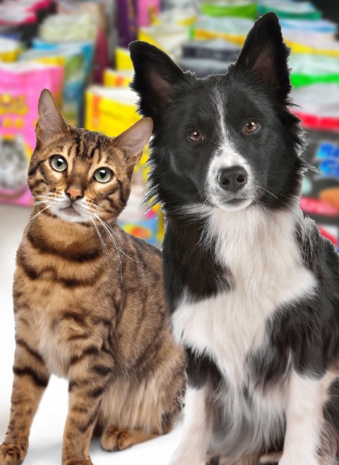 Dog and Cat